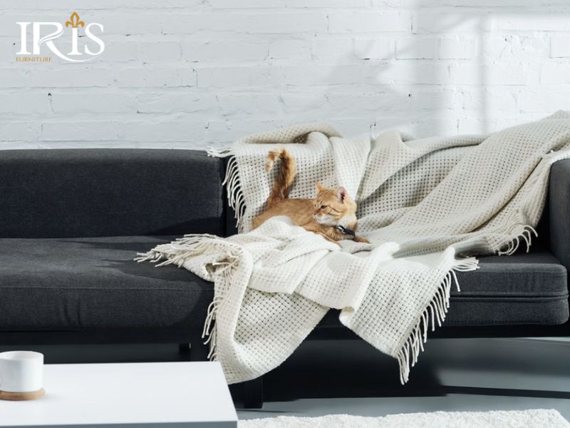 Bảo vệ sofa da khỏi thú cưng bằng phủ bạt